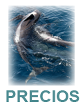 practicasdeper.com Precios
